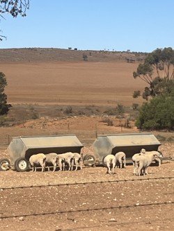 Murbko South Australia
