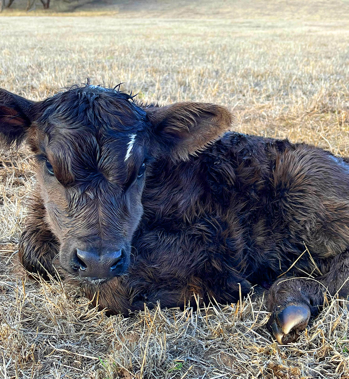 Calving Season